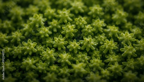 Green Plants Fill the Area With Small Star-Shaped Leaves in This Close-Up Vie...