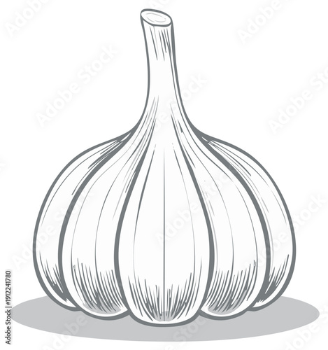 Single Bulb of Garlic Sketch Line Art Illustration Cooking Ingredient Isolated
