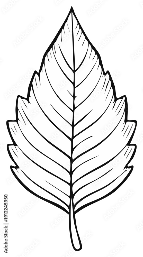 Fototapeta premium Detailed black and white illustration of a single leaf with veins