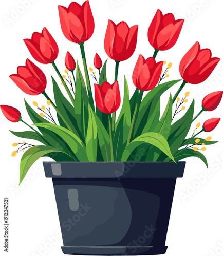 Red tulips in black flower pot isolated on white background decorative spring plant for home decor and gardening design projects