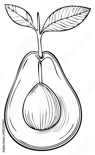 Avocado pit seedling vector line art illustration with seed sprouting leaves, food concept