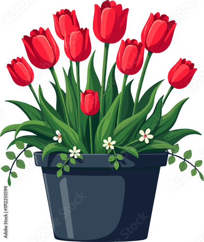 Red tulips in black flower pot isolated on white background decorative spring plant for home decor and gardening design projects