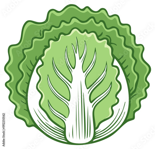 Stylized head of Napa cabbage with decorative leaves and interior veins illustration