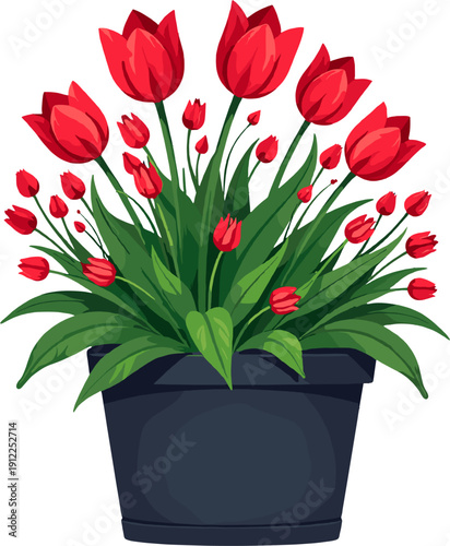 Red tulips in black flower pot isolated on white background decorative spring plant for home decor and gardening design projects