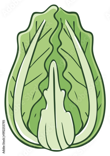 Fresh green lettuce head illustration cartoon style