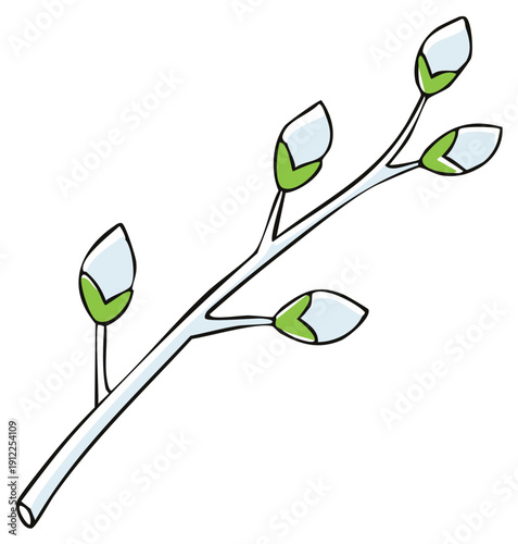 Cartoon illustration of a pussy willow branch with multiple delicate spring buds appearing. Early spring nature concept vector graphic.