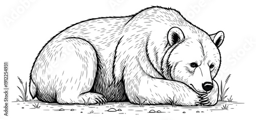 Hand drawn line art illustration of a bear depicting resting for nature and wildlife designs