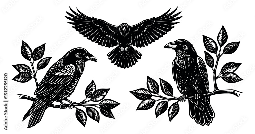 Obraz premium Hand drawn line art raven illustration set featuring two perched ravens on branches and one flying raven for nature and folklore designs