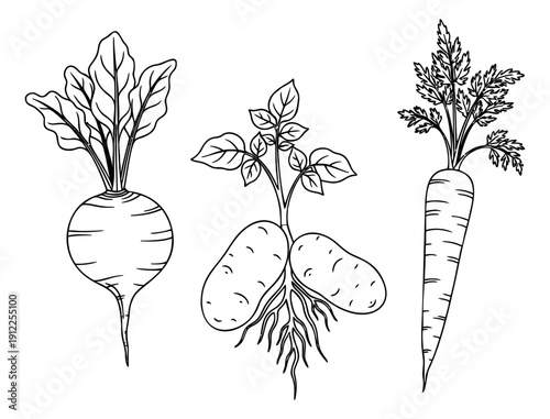 Hand drawn line art root vegetable set featuring a turnip, potatoes, and a carrot for healthy eating and gardening projects