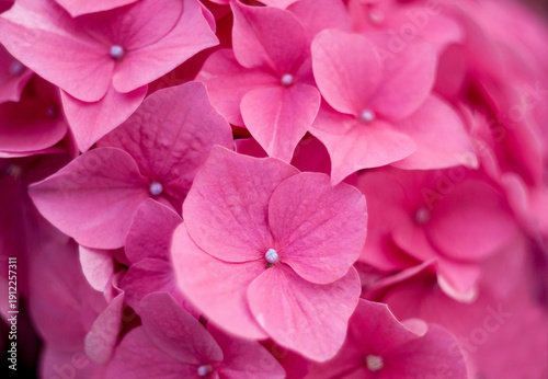Pink background with beautiful flowers close up.