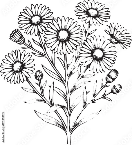 Hand Drawn Daisy Bouquet - Vintage Wildflower Cluster, Aster Flower Bunch Illustration - Botanical Line Art