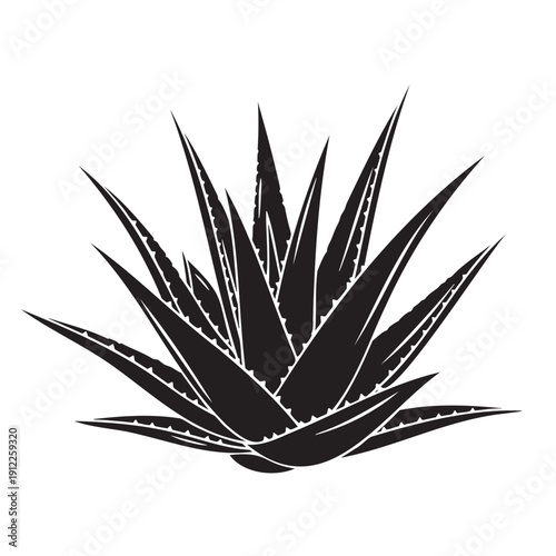 Detailed aloe vera plant illustration with spiky leaves