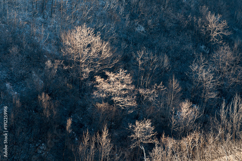 USA, California, Ukiah.  Cow Mountain Recreation Area, bare trees evidence of previous forest fire in the area.