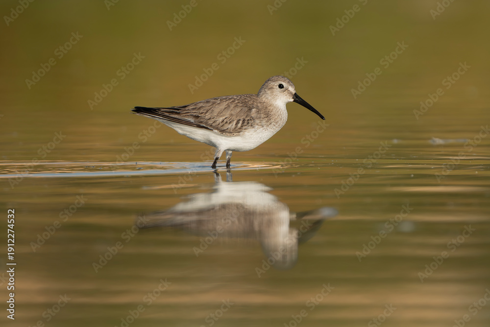 Fototapeta premium Dunlin - Calidris alpina in non-breeding plumage stands in the shallow waters of Khawr Ad Dahariz, Salalah, Oman. Its reflection is visible in the calm, golden morning light.