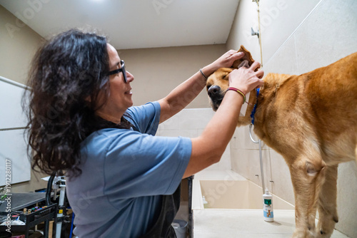 Quadro su tela Veterinarian checking ear of dog in clinic