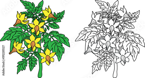 Coloring page with fiowering tomato plant isolated on white background