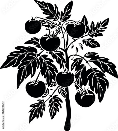 Black silhouette of tomato plant with fruits isolated on white background