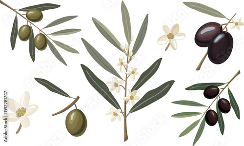 olive branches and flowers vector set hand drawn gouache style isolated elements with green and black olives for organic eco design