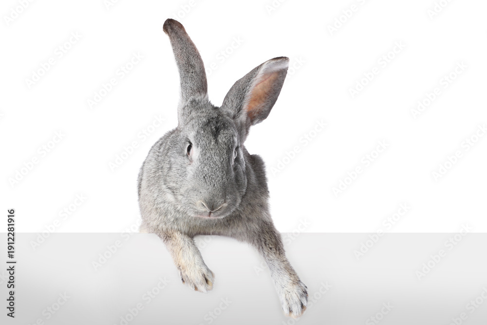 Obraz premium Cute fluffy Easter bunny isolated on white