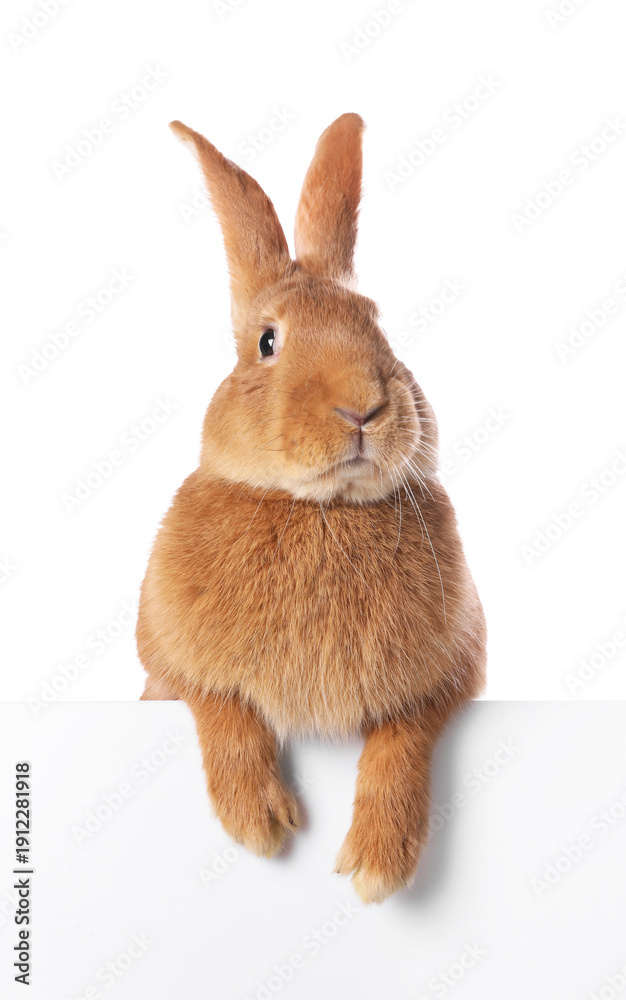 Fototapeta premium Cute fluffy Easter bunny isolated on white