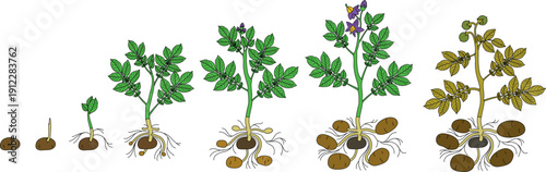Life cycle of potato plant development from planting the tuber and sprouting to harvesting. Growth stages (phenophases) of potato plant isolated on white background