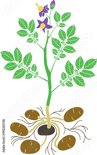 Flowering potato plant with tubers isolated on white background	