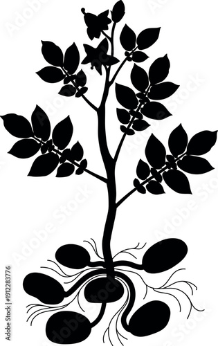 Black silhouette of potato plant with tubers isolated on white background