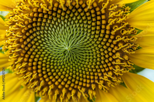 Macro top view of the spiral pattern of seeds in the center of a blooming yellow sunflower.