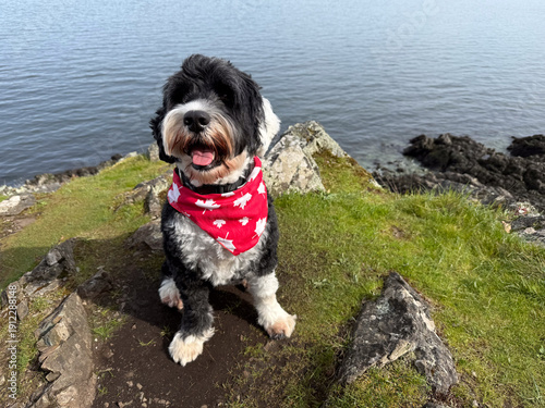 Portuguese Water Dog wearing a Canadian bandana for Canada Day