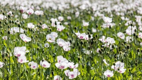Photography flowering opium poppy field papaver somniferum