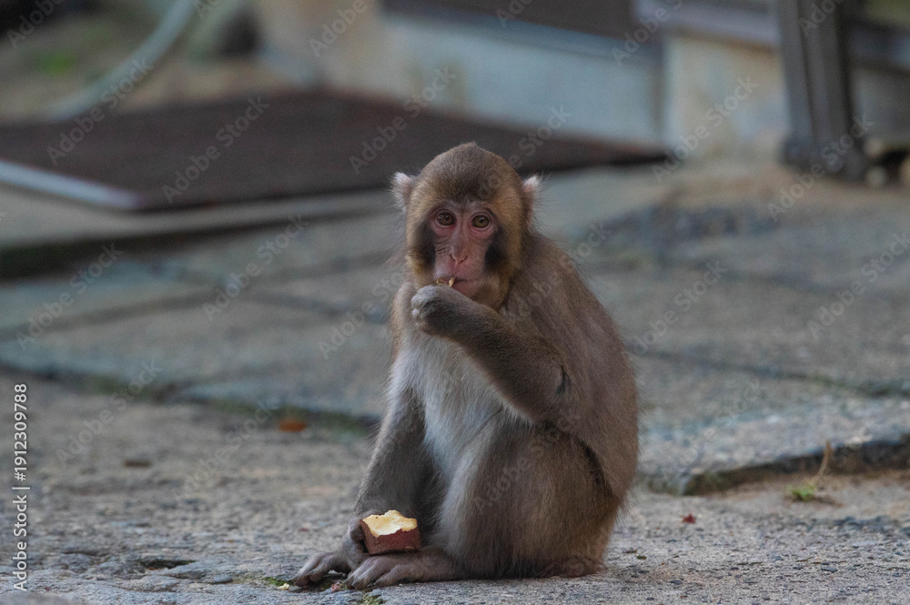 Fototapeta premium 高崎山自然動物園のニホンザル