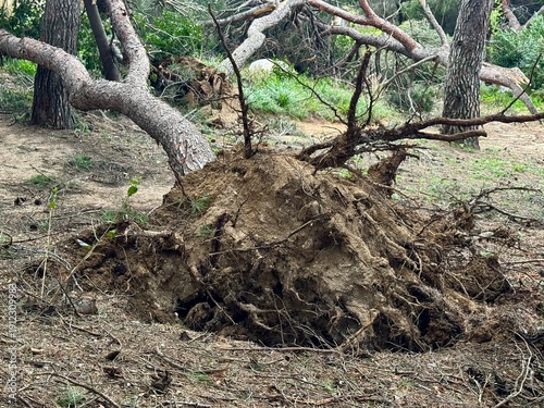 Fallen and uprooted big tree after a strong storm. Natural disaster consequences. 