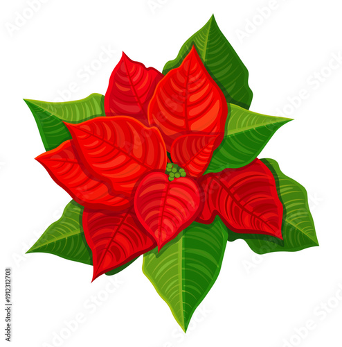 Red poinsettia in cartoon style. Vector illustration of winter bright poinsettia with green leaves, inflorescences isolated on white background. Christmas flower. Top view.