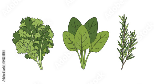 Three fresh, green herbs: kale, spinach, and rosemary, are displayed as healthy ingredients on a white background.
