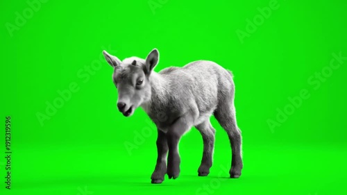 Young Goat on Green Screen – Farm Animal Lifestyle Mockup in 4K