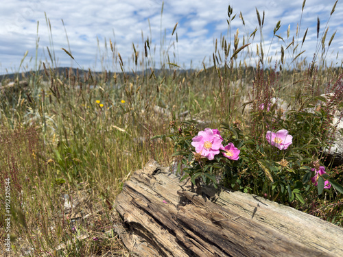 Wild roses growing at the beach beside a driftwood log