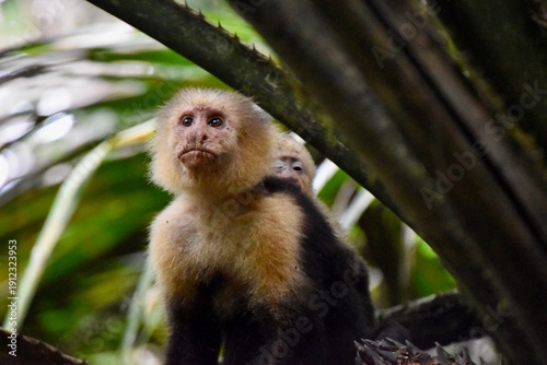 White-headed Capuchin monkey mother with baby in Soberania Nationalpark Panama