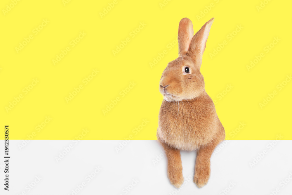 Obraz premium Cute fluffy rabbit behind white banner against yellow background
