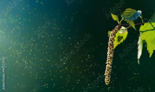 Bild auf Leinwand Spring birch blossoms, pollen is flying, pollen allergy