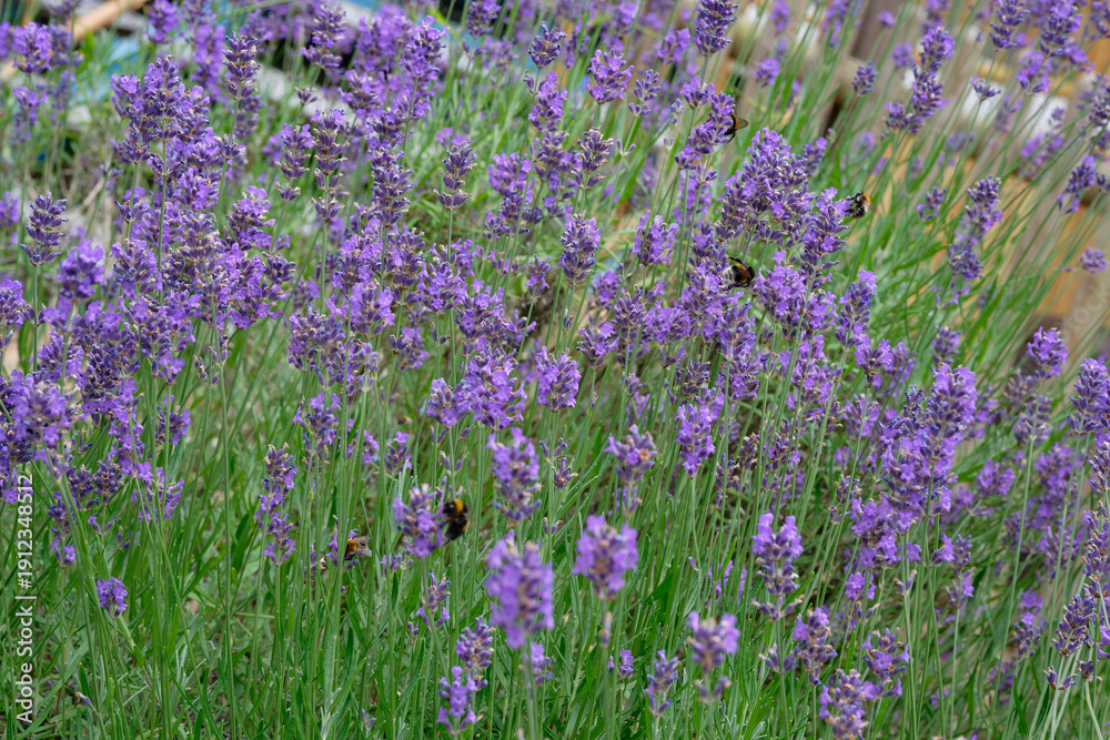 Fototapeta premium Lavender field with bumblebees and bees feeding on blossoms.