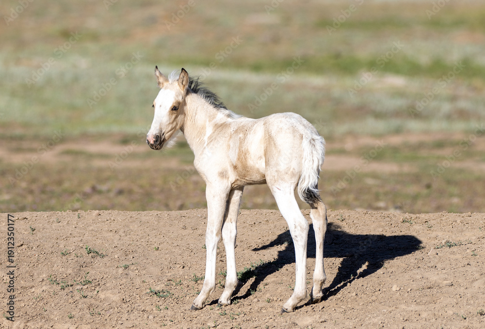 Fototapeta premium White wild horse baby colt in the Apache Sitgreaves National Forest mountains in Heber Arizona United States