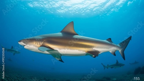 Wallpaper Mural Oceanic Whitetip Shark Swimming Gracefully in Deep Blue Waters. Torontodigital.ca