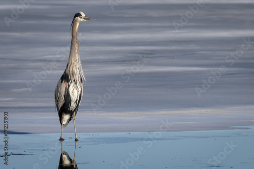 Great Blue Heron on a frozen lake