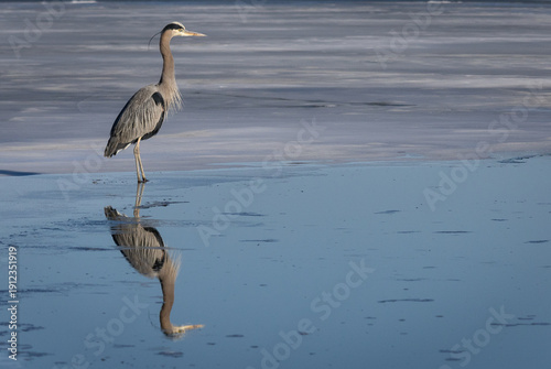 Great Blue Heron on a frozen lake