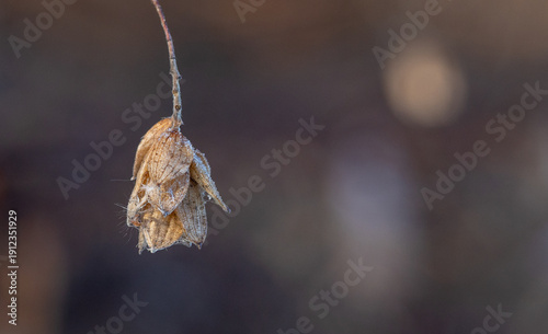 Morning Frost