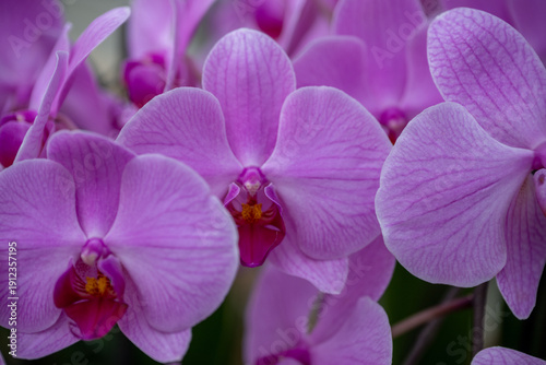 purple orchid flower