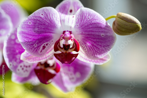 pink orchid flower