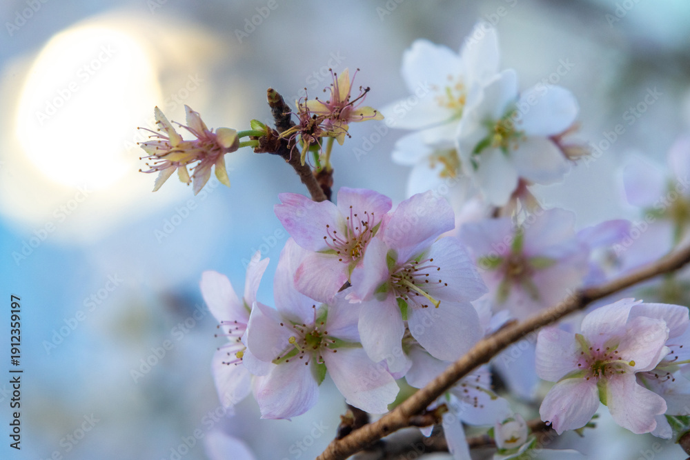 Obraz premium Winter cherry blossoms or Fuyuzakura in Japan