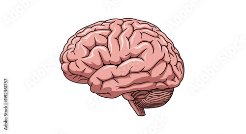 Anatomical illustration of human brain in detailed view  
