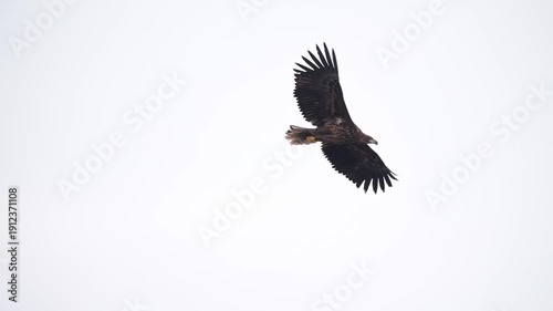 A white-tailed eagle in majestic flight against the sky